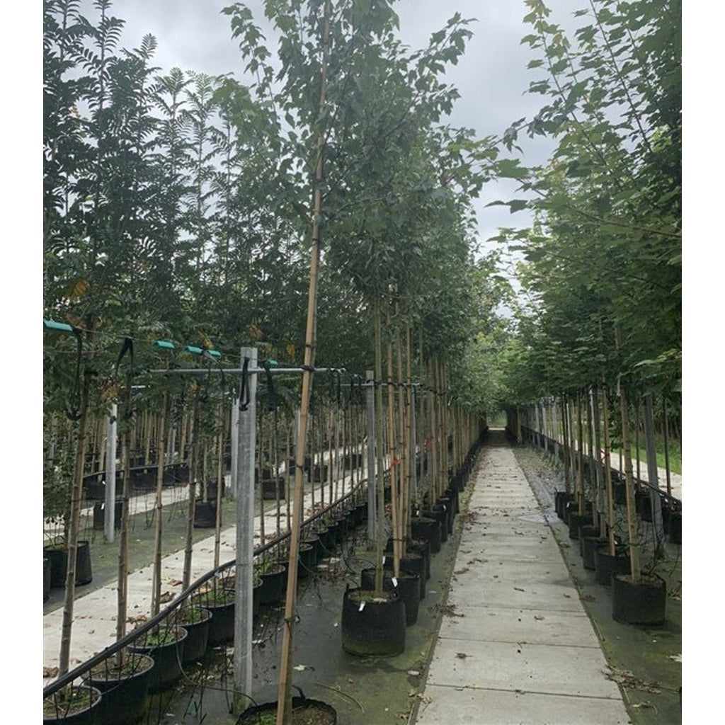 Rödlönn – Acer rubrum - 8/10 in Cont HO/ST